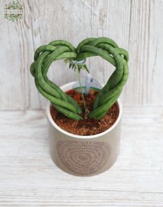 Sansevieria fonott szív kaspóval