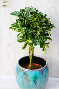 Schefflera Ar Gold Capella im Exklusiv Topf  (70cm)