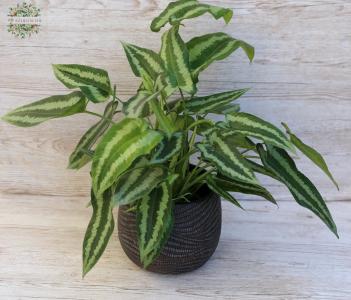 Schismatoglottis Walichiiim Topf