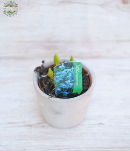 Scilla siberica in pot (outdoors)