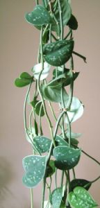 Scindapsus pictus (szobai futóka)<br>- szobanövény