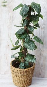 Scindapsus Pictus Trebie kaspóval (80cm)