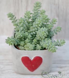 Sedum burrito (inside plant)