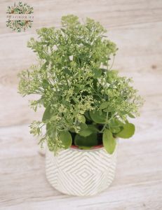 Sedum im topf (balcony)