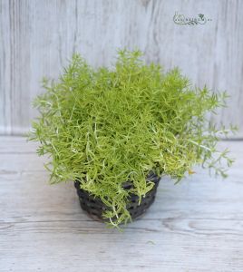 Sedum yellow star in basket (outside plant)