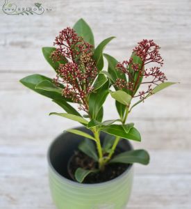 Skimmia im Topf (für draußen)