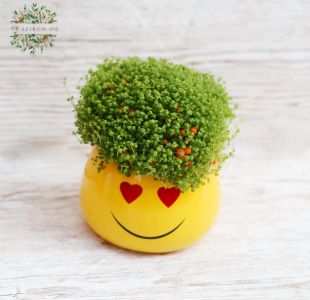 Smiley Topd with Nertera ( 12 cm)