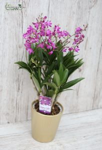 Multiflora Dendrobium Orchidee im Topf (Zimmerpflanze)