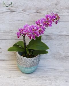 sokvirágú mini Phalaenopsis kaspóval