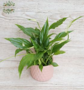 Spathiphyllum mini mit Topf