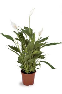 Spathiphyllum wallisii (T:24cm, H:130cm)