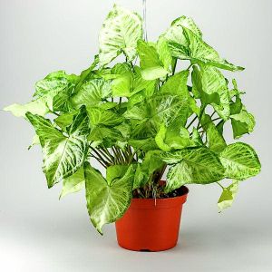 Syngonium podophyllum - Zimmerpflanze