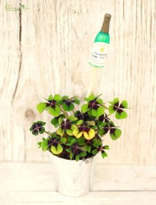 Glück bringende Oxypetalum im Topf, mit Mini Champagner Dekor