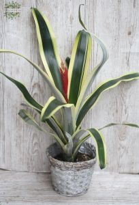 Bromelie mit bunten Blättern
