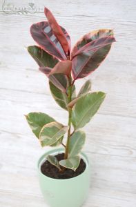 Ficus elastica Belize im Topf (40cm)
