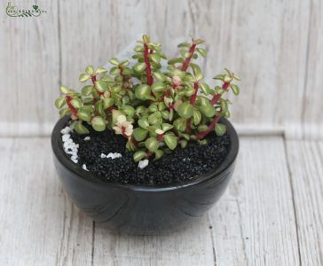 Szukkulens kerámiában 18cm