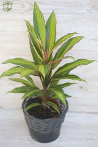 buntblättriges Cordyline im Topf (40cm)