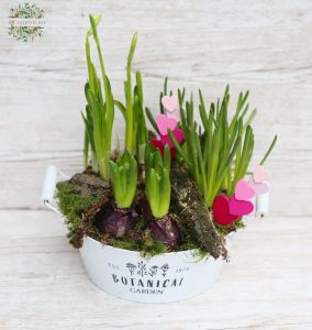 Spring plants in a tin pot 