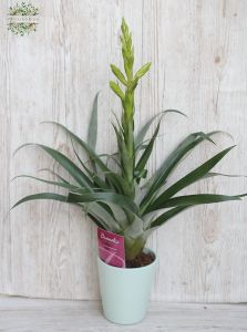Tillandsia im Topf