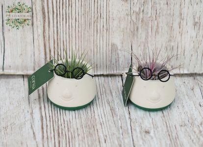 Tillandsia in pot - mini, 2 pc
