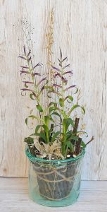 Tillandsia leiboldiana és Xerographica  kézműves kaspóban