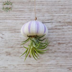 Tillandsia im Seeigel 5-7cm