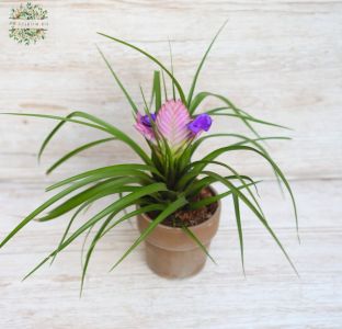 Tillandsia cyanea