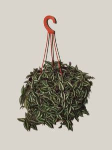 Tradescantia zebrina<br>(zebrapletyka)<br>(40cm) - szobanövény