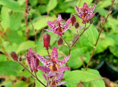 Trícyrtis Formosana outdoor plant for garden