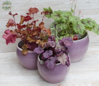Heuchera 1 st (garten pflanze, verschiedene Varben) 