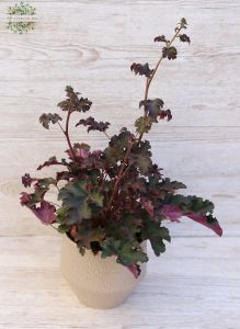 Heuchera Micrantha 'Palace Purple' im Topf