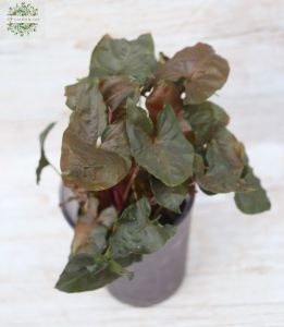 Syngonium brown