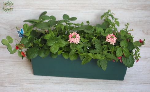 Balkonkiste mit Erdbeeren und Balkonblumen (50x17x17)