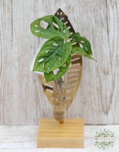 Hydrokulturpflanze im Blattpflanzenhalter (24 cm)