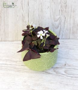 oxypetalum in pot
