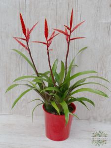 Vriesea Elan im Topf