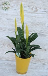 Vriesea kaspóban 