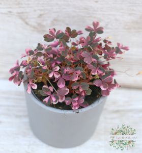 Oxalis Vulcan Pink im Topf