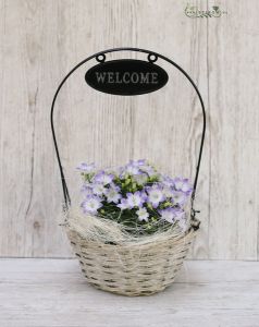 welcome pot with campanula 21 x 41 cm
