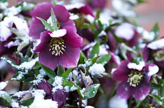 Milyen cserepes növény válasszak téli hónapokra