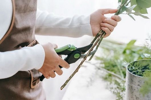 Vágott virágok kezelése – hogyan tarthat legtovább a csokrod?