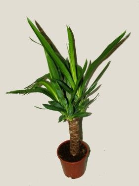 Blumenlieferung nach Budapest - Yucca elephantipes (40cm) - Zimmerpflanze