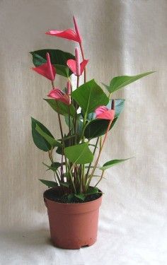 flower delivery Budapest - Anthurium in pot (Flamingo flower)<br>(40cm) - indoor plant