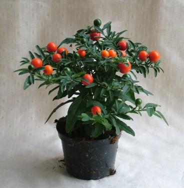 flower delivery Budapest - Solanum pseudocapsicum (Jerusalem Cherry)<br>(15cm) - indoor plant