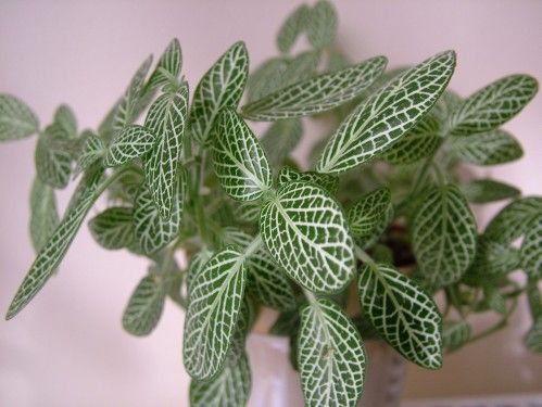 flower delivery Budapest - Fittonia in pot (Nerve Plant)