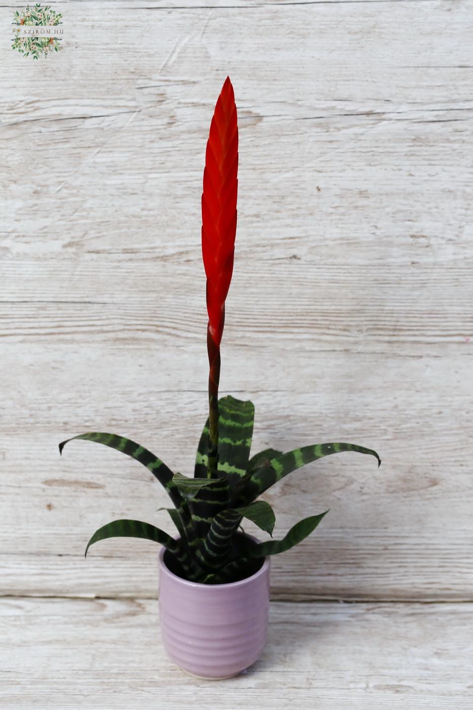 Virágküldés Budapest - Vriesea splendens kaspóban (sötétsávos pikkelyvirág) (30cm) - beltéri növény