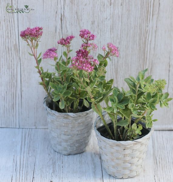 flower delivery Budapest - sedum in basket (outdoors) 2 pieces 30 cm