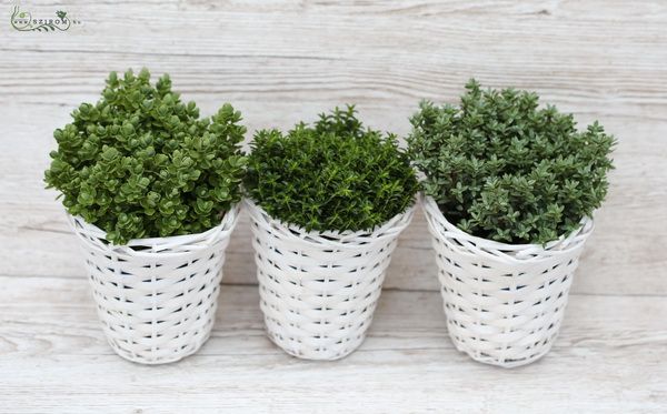 flower delivery Budapest - 3 pieces of hebe bushes in baskets