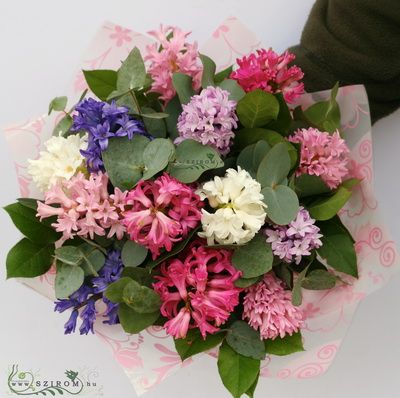 Blumenlieferung nach Budapest - 13 Stiele von Hyazinthen in einem Blumenstrauß