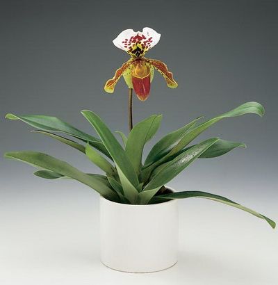 Blumenlieferung nach Budapest - Paphiopedilum im Keramiktopf - Zimmerpflanze